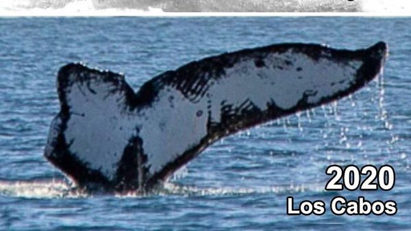 Hal Luar Biasa di Alam yang Tertangkap Kamera & Bikin Mata Terpukau