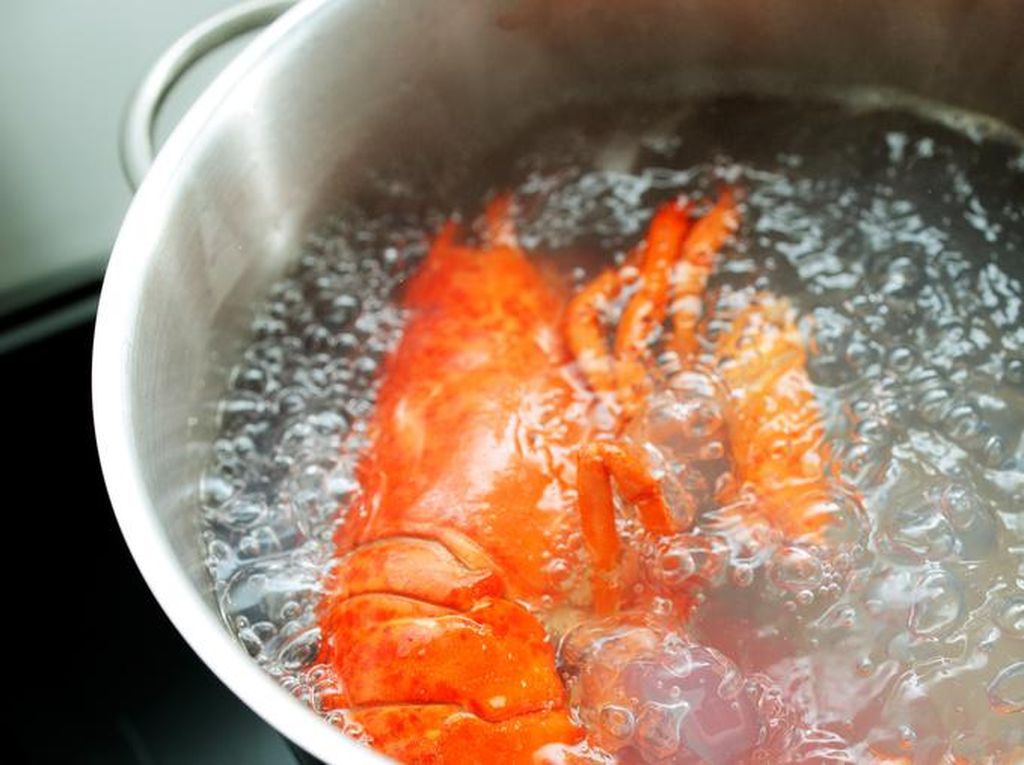 Rebus Kepiting Pakai Teko Listrik, Tamu Hotel Ini Ogah Bayar Ganti Rugi Rebus Kepiting Pakai Teko Listrik, Tamu Hotel Ini Ogah Bayar Ganti Rugi