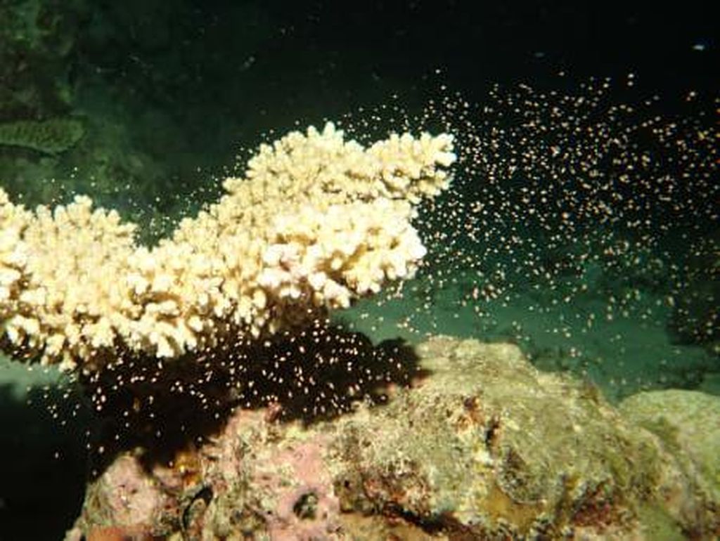 Alhamdulillah, Great Barrier Reef Alami Ledakan Pemijahan yang Ajaib