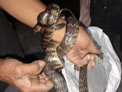 Mak Tratap! Ular 1,2 Meter Ini Nyelonong Masuk Rumah di Cawas