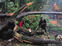 2 Pohon Tumbang Timpa Gerobak Pedagang di Bandung