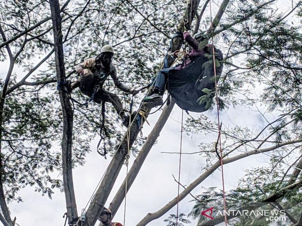 Penerbang Paralayang di Puncak Bogor Nyangkut di Pohon Gegara Angin Kencang
