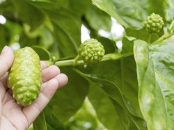 Sederet Penyakit yang Bisa Dicegah dengan Rajin Minum Jus Mengkudu, Apa Saja?