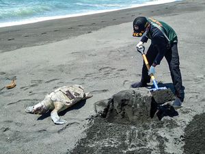 Bangkai Penyu 40 Kg Ditemukan di Pantai Kulon Progo