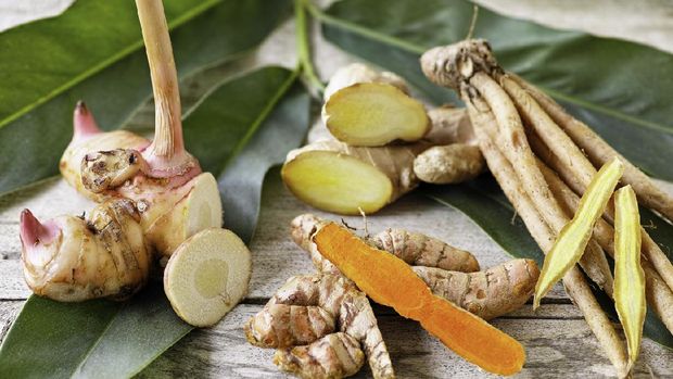 Four types of fresh root herb ingredients used in Thai cuisine. From the left, Galangal, Tumeric, Ginger and Finger Root on an old wooden table.