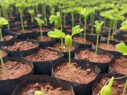 Jejak Majapahit di Balik Rimbunnya Kota Santri