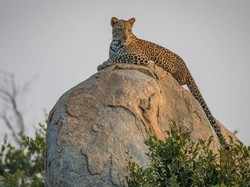 Mitos Macan Tutul dan Kekayaan Taman Nasional Kruger