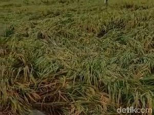 10 Hektare Padi yang Menguning di Bojonegoro Roboh Dilanda Hujan Angin