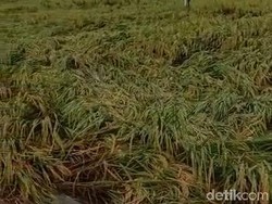 10 Hektare Padi yang Menguning di Bojonegoro Roboh Dilanda Hujan Angin