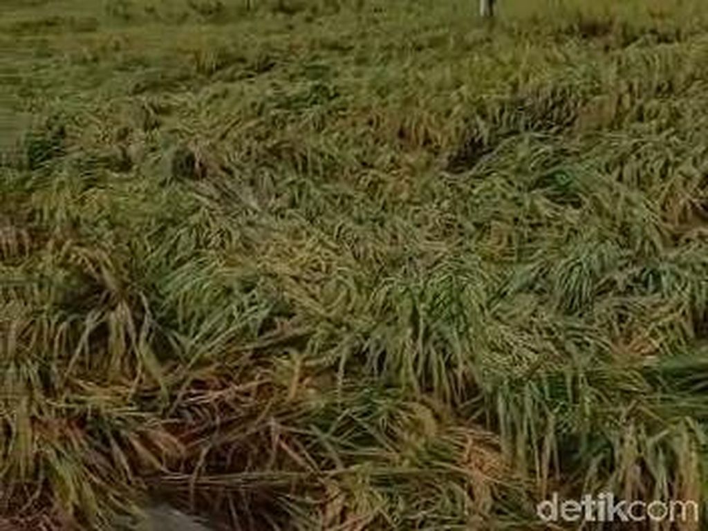 10 Hektare Padi yang Menguning di Bojonegoro Roboh Dilanda Hujan Angin