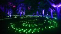 Sambut Natal, Jutaan Cahaya Berpendar di Royal Botanic Garden