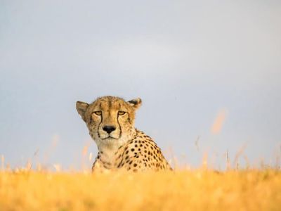 Mitos Macan Tutul Bikin Karir Fotografer Ini Cemerlang