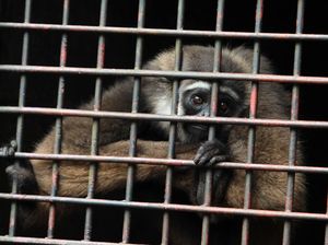 Sempat Dipelihara Warga, Satwa Dilindungi Dievakuasi ke TWA Baning Kalbar