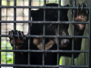 Momen Pelepasliaran Beruang Madu yang Terkena Jerat Warga di Sumbar