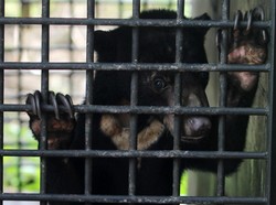 Momen Pelepasliaran Beruang Madu yang Terkena Jerat Warga di Sumbar