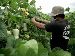 Petani Probolinggo Berhasil Budidaya Labu Madu Meski Kerap Diserang Hama Petani Probolinggo Berhasil Budidaya Labu Madu Meski Kerap Diserang Hama