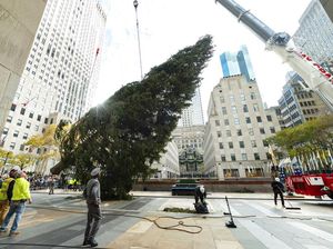 Deretan Pohon Cemara Ditebang untuk Rayakan Natal