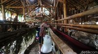 Eks Lokalisasi Gribig Kudus Disulap Jadi Peternakan