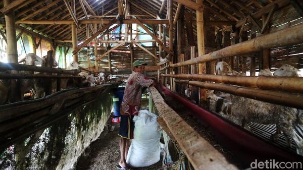 Eks Lokalisasi Gribig Kudus Disulap Jadi Peternakan
