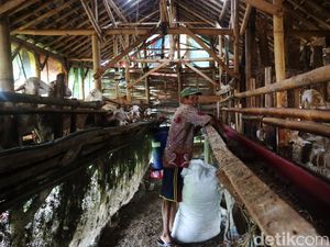 Eks Lokalisasi Gribig Kudus Disulap Jadi Peternakan Eks Lokalisasi Gribig Kudus Disulap Jadi Peternakan