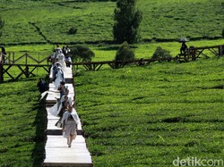 Fashion Show Anti Mainstream di Tengah Perkebunan Teh Pangalengan