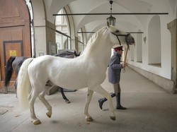 5 Hewan Paling Berjasa Sepanjang Sejarah Kehidupan Manusia