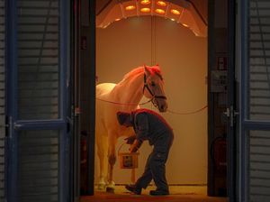 Kuda-kuda yang Rindu Tepuk Tangan Penonton