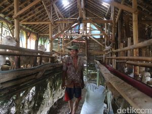 Menengok Eks Lokalisasi Gribig Kudus yang Kini Disulap Jadi Peternakan