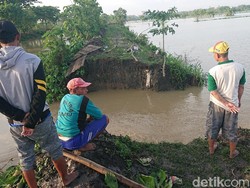 Tanggul di Lamongan Kembali Jebol, Ratusan Hektare Tambak dan Rumah Kebanjiran