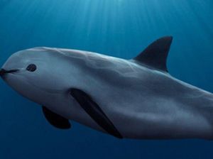 Mamalia Laut Terlangka di Bumi Terancam Punah, Diperkirakan Hanya Sisa 10 Mamalia Laut Terlangka di Bumi Terancam Punah, Diperkirakan Hanya Sisa 10