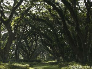 Banyuwangi Punya Hutan Ala Lord of The Rings Loh...