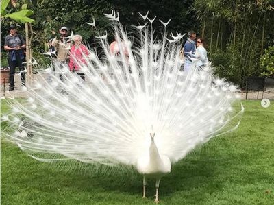 Kumpulan Hewan Albino yang Langka nan Mengagumkan