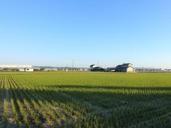 Jepang Bayar Rp 500 Juta Bagi yang Mau Pindah ke Pedesaannya, Mau?