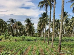 Kakek di Purbalingga Tewas Terjatuh dari Pohon Kelapa 8 Meter