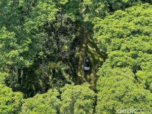 Sebut Dunia Akui Hutan Indonesia, Erick Thohir: 111 Ribu Pohon Akan Ditanam