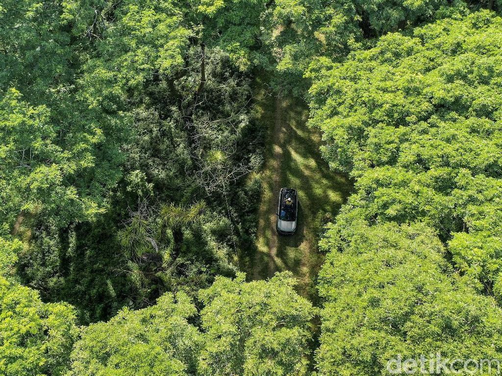 Sebut Dunia Akui Hutan Indonesia, Erick Thohir: 111 Ribu Pohon Akan Ditanam Sebut Dunia Akui Hutan Indonesia, Erick Thohir: 111 Ribu Pohon Akan Ditanam