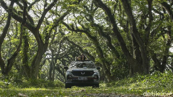 Wuling Almaz Menembus Hutan De Djawatan