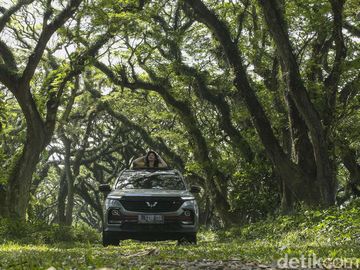 Wuling Almaz Menembus Hutan De Djawatan