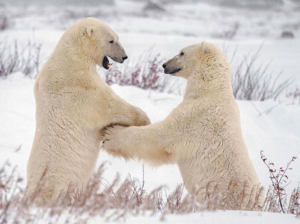 Ilmuwan Temukan Populasi Rahasia Beruang Kutub di Greenland