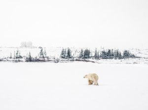 Begini Kehidupan Ibu Kota Beruang Kutub Dunia, Incaran Turis di Musim Gugur