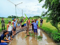 Warga Tanam Pisang-Padi dan Mancing di Jalan Rusak Probolinggo