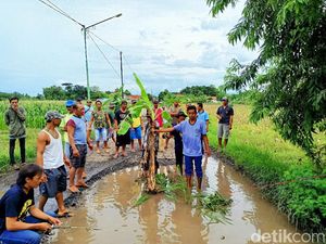 Warga Tanam Pisang-Padi dan Mancing di Jalan Rusak Probolinggo Warga Tanam Pisang-Padi dan Mancing di Jalan Rusak Probolinggo