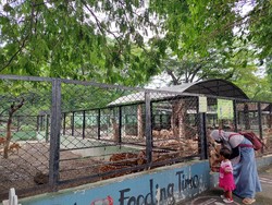 Pengunjung Berangsur Normal, KBS Berharap Tak Tutup Lagi Saat PPKM Libur Nataru