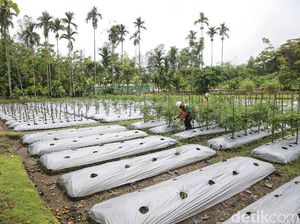 Mengenal Ekologi, Ruang Lingkup, Jenis, dan Manfaatnya Mengenal Ekologi, Ruang Lingkup, Jenis, dan Manfaatnya