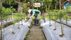Ternyata, Sayur dan Buah Mampu Tumbuh di Media Tanam Tailing