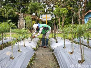Ternyata, Sayur dan Buah Mampu Tumbuh di Media Tanam Tailing Ternyata, Sayur dan Buah Mampu Tumbuh di Media Tanam Tailing