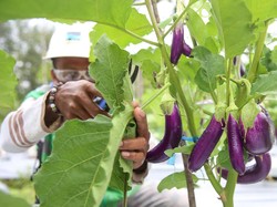 Limbah Freeport Dapat Tumbuhkan Terong dan Jadi Batako, Kok Bisa?