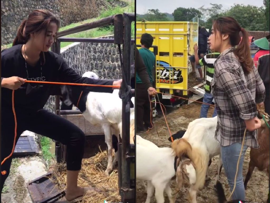 Kisah Wanita 21 Tahun yang Sukses Jualan Kambing Kisah Wanita 21 Tahun yang Sukses Jualan Kambing