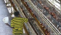 Saat Suku Pedalaman Papua Bermigrasi Jadi Peternak Ayam