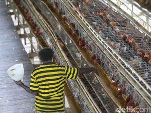 Saat Suku Pedalaman Papua Bermigrasi Jadi Peternak Ayam Saat Suku Pedalaman Papua Bermigrasi Jadi Peternak Ayam
